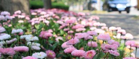 小雏菊颜色不同花语（探索小雏菊色彩世界的花语之旅）