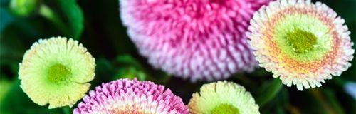 小雏菊颜色不同花语（探索小雏菊色彩世界的花语之旅）