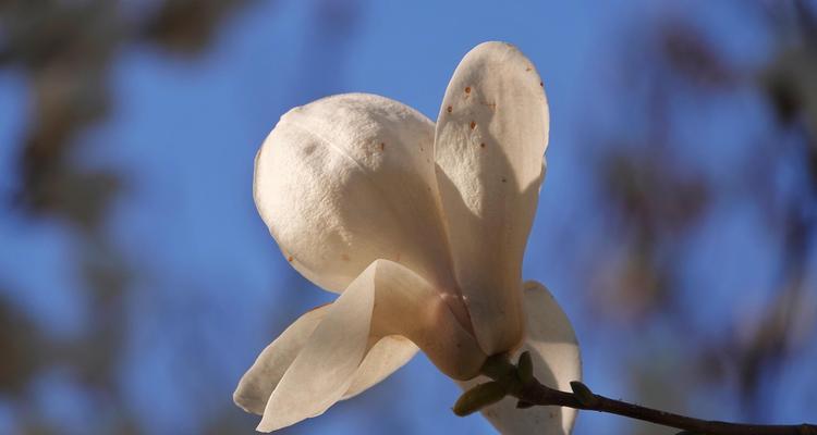 感恩之花——玉兰花的花语(玉兰花的花语和感恩意义) 感恩之花——玉兰花的花语(玉兰花的花语和感恩意义)