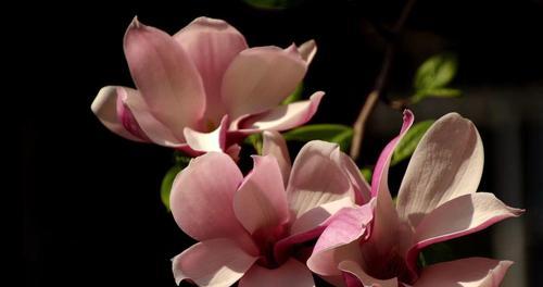 感恩之花——玉兰花的花语(玉兰花的花语和感恩意义) 感恩之花——玉兰花的花语(玉兰花的花语和感恩意义)