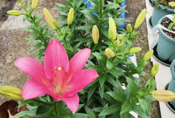 百合花的养殖技巧与注意事项（打造美丽花园的必备指南）