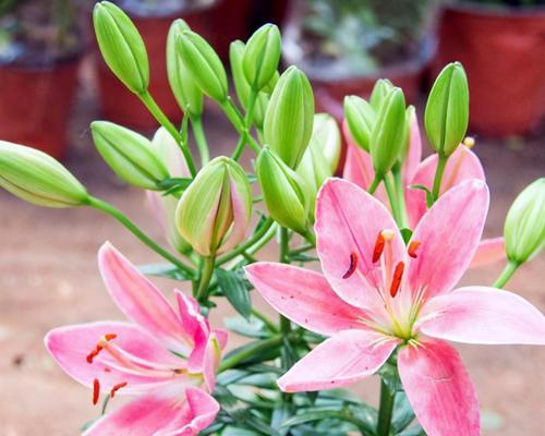 百合花的养殖技巧与注意事项（打造美丽花园的必备指南）