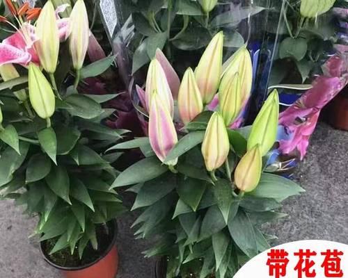 百合花的养殖技巧与注意事项（打造美丽花园的必备指南）