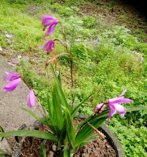 白芨的外观特征及生长习性（探寻白芨的奇妙之处）