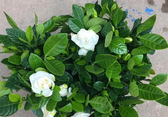 栀子花的不吉利传说与寓意（探寻栀子花背后的神秘与迷信）
