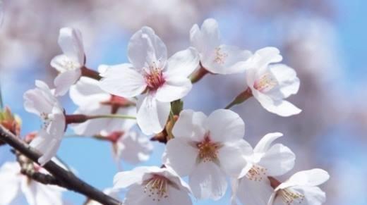 樱花花语及寓意(娇美绽放的樱花) 樱花花语及寓意(娇美绽放的樱花)
