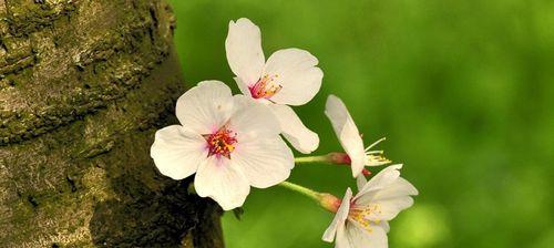 樱花花语及寓意(娇美绽放的樱花) 樱花花语及寓意(娇美绽放的樱花)