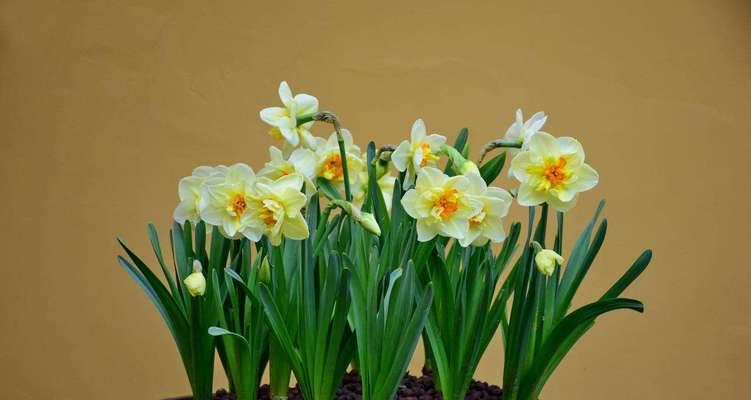 水仙花（探寻水仙花的灵性与价值）
