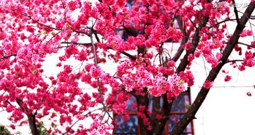 樱花花语及寓意(娇美绽放的樱花) 樱花花语及寓意(娇美绽放的樱花)