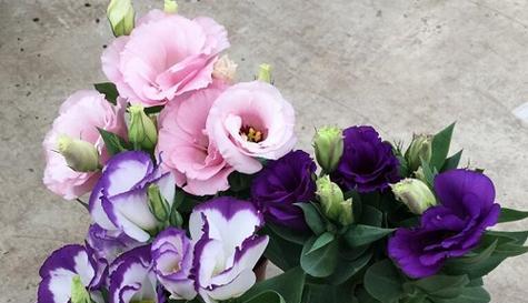 以蓮花代表重新开始(清新花开)