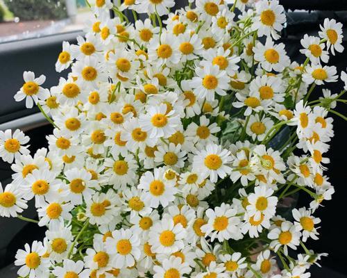 白色雏菊花的美丽寓意（花开如雪）