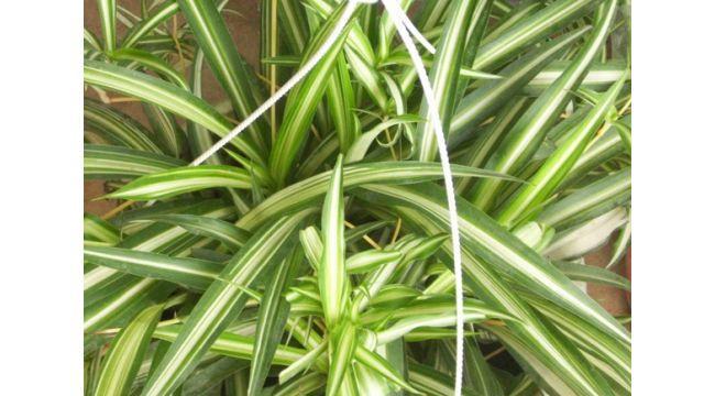 金心吊兰（以金心吊兰寓意为主题的植物故事）
