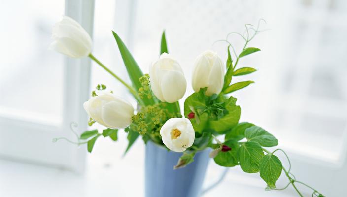 以白玫瑰花代表意思的探索（探索白玫瑰花的象征意义及文化传承）