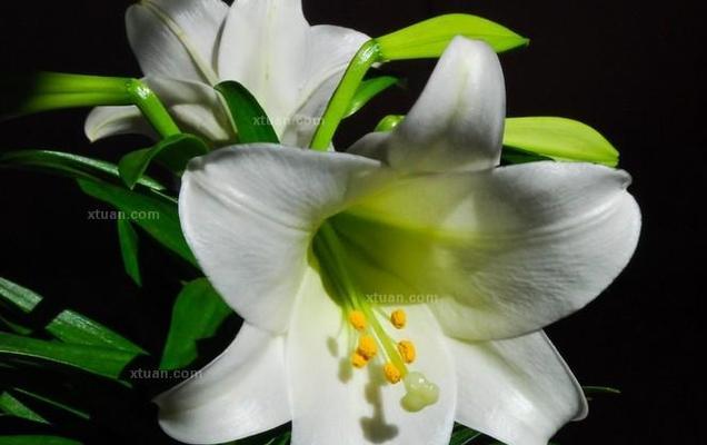 百合花的象征意义及文化传承（寓意高雅纯洁）