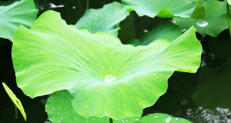 荷叶产地探秘(探寻荷叶产地的地理、气候、土壤、品种等因素对荷叶质量的影响)_花植网