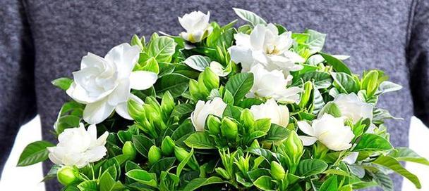 盛夏之花(夏天之花的种类与美丽景观) 盛夏之花(夏天之花的种类与美丽景观)