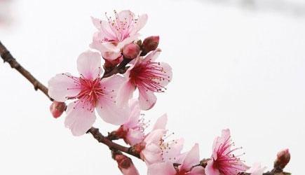 桃花花语(绽放在春日) 桃花花语(绽放在春日)
