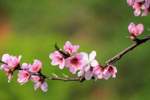 桃花花语(绽放在春日)