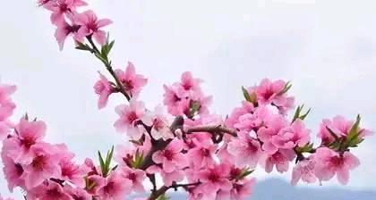 桃花花语(绽放在春日) 桃花花语(绽放在春日)