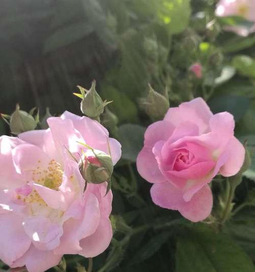 橘色蔷薇花语（橘色蔷薇花语的丰富象征及启示）