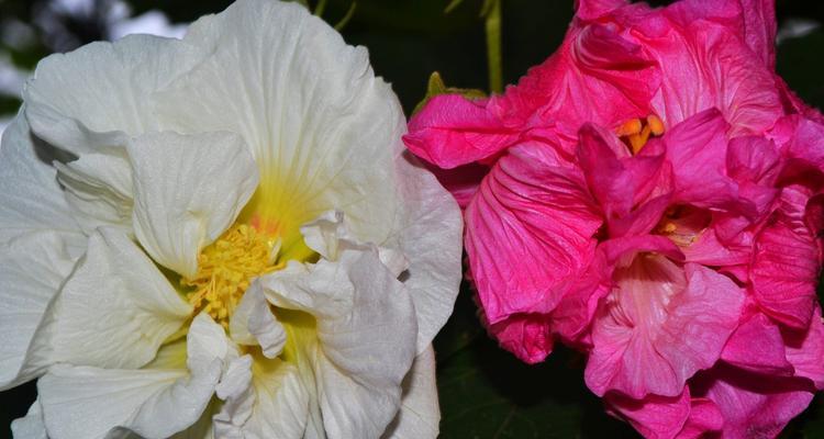 木芙蓉的花语与意义（探寻木芙蓉所传达的美丽祝福）