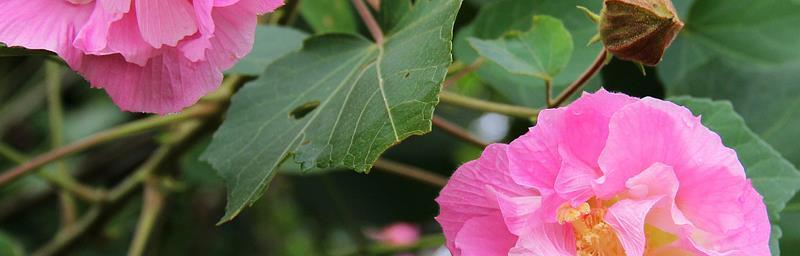 木芙蓉的花语与意义（探寻木芙蓉所传达的美丽祝福）