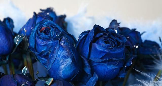 蓝色月季花的象征与寓意(蓝色月季花的神秘与浪漫) 蓝色月季花的象征与寓意(蓝色月季花的神秘与浪漫)