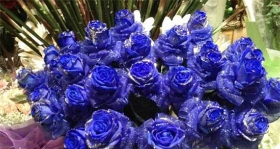 蓝色月季花的象征与寓意(蓝色月季花的神秘与浪漫) 蓝色月季花的象征与寓意(蓝色月季花的神秘与浪漫)