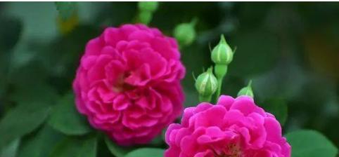 花之恋(绽放悄然) 花之恋(绽放悄然)