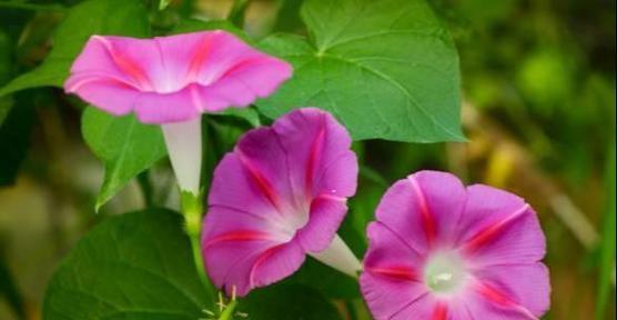 忧伤之花的花语——悲伤与希望（以代表忧伤的花为主题）