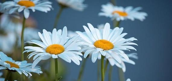 忧伤之花的花语——悲伤与希望（以代表忧伤的花为主题）