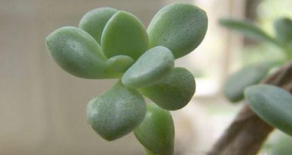 玉树花语（探索玉树花的意义与象征）