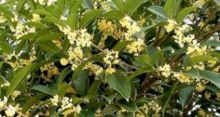 桂花树的寓意和象征风水（桂花树的美丽与繁荣——寓意）