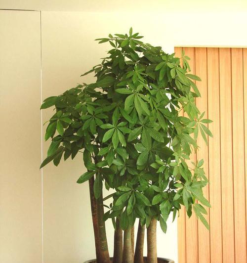 发财树风水寓意与摆放位置解析（财富滋养之源-发财树的福泽与布局）