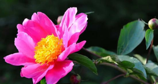 芍药花的寓意与象征意义(探寻芍药花的深层含义与文化象征)