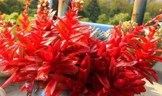 以火祭的花语和寓意（传承千年的神秘仪式）