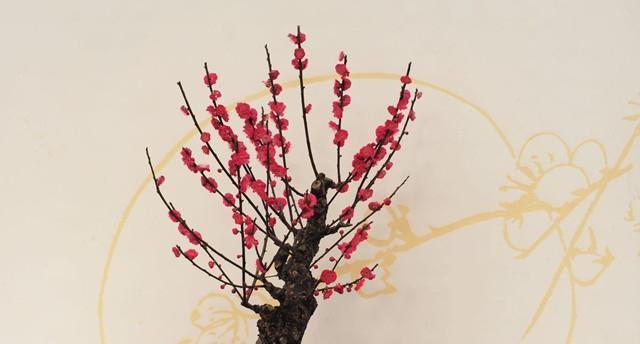 红梅养殖全攻略（红梅花开富贵门）