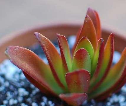 以火祭的花语和寓意（传承千年的神秘仪式）