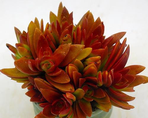 以火祭的花语和寓意（传承千年的神秘仪式）