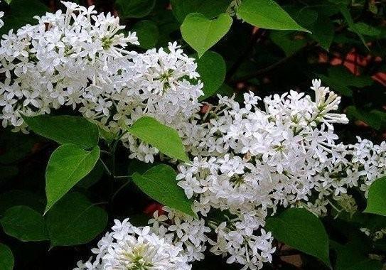 丁香花的花语与象征意义（揭开丁香花的神秘面纱）