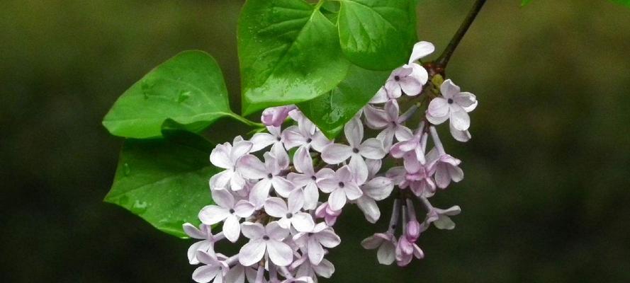丁香花的花语与象征意义（揭开丁香花的神秘面纱）