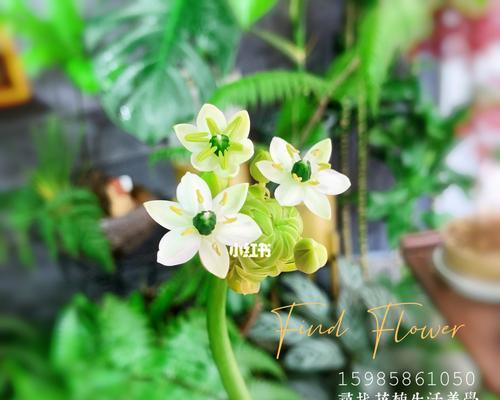 绒花——美好与温暖的象征(揭秘绒花的花语)_花植网