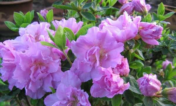 代表理性的花——冷静理智的花语(以清雅百合为象征)