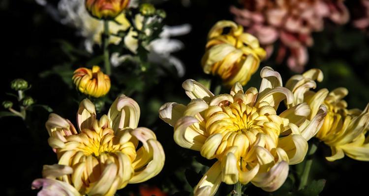菊花的色彩与花语（菊花的多彩世界与深刻寓意）