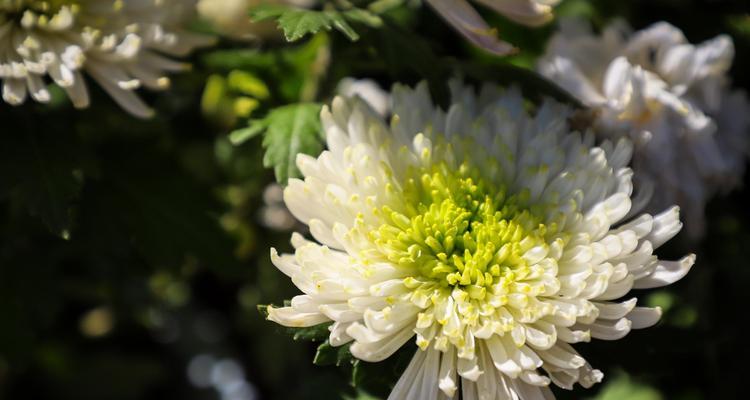 菊花的色彩与花语（菊花的多彩世界与深刻寓意）