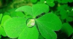 四叶草的爱情花语——寻找幸福的秘密(幸运之花的暗示与启示) 四叶草的爱情花语——寻找幸福的秘密(幸运之花的暗示与启示)