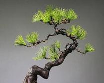 松柏在十二生肖中代表什么?(了解松柏在中国文化中的象征意义)