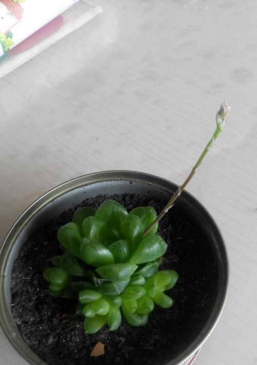 玉露开花(探寻玉露开花所蕴含的深层含义) 玉露开花(探寻玉露开花所蕴含的深层含义)