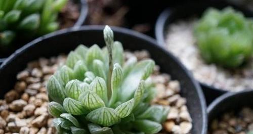 玉露开花(探寻玉露开花所蕴含的深层含义) 玉露开花(探寻玉露开花所蕴含的深层含义)