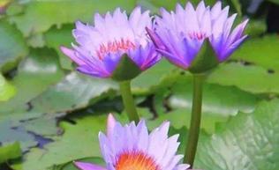 睡莲的花语与寓意——如何用花语解读睡莲的开花时刻(揭秘睡莲开花时的情感密码) 睡莲的花语与寓意——如何用花语解读睡莲的开花时刻(揭秘睡莲开花时的情感密码)